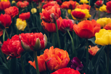 Blooming tulips.の写真素材