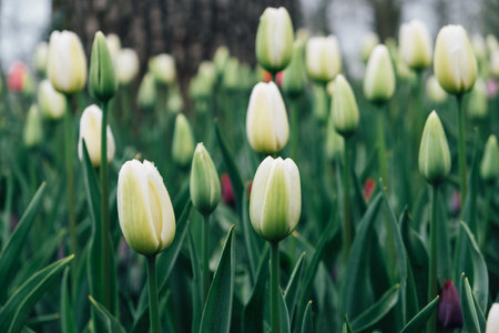 Field of blooming tulips.の写真素材