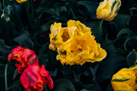 Beautiful colorful terry tulips blooming in the garden, close-up view. Natural floral texture for background.の写真素材