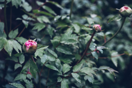 Close-up view of pink peony bud blooming in the garden. Natural background.の写真素材