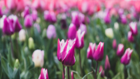 Blurred spring background with blooming tulip flowers. Spring floral bokeh texture.の写真素材