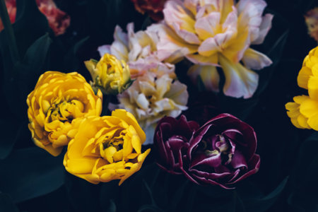 Beautiful colorful terry tulips in full bloom in the garden, close-up view. Floral background. Natural texture.の写真素材