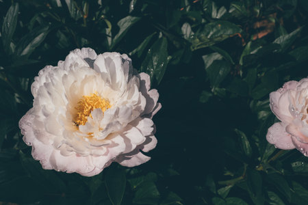 Peonies in bloom.の写真素材
