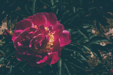 Peonies in bloom.の写真素材