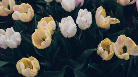 Beautiful fresh pastel colored tulip flowers in full bloom in the garden against dark green leaves. Natural floral spring texture for background.の写真素材
