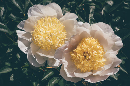Peonies in bloom.の写真素材