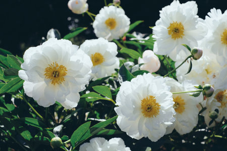 Peonies in bloom.の写真素材