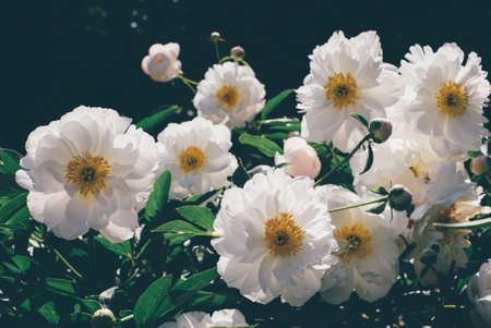 Peonies in bloom.の写真素材