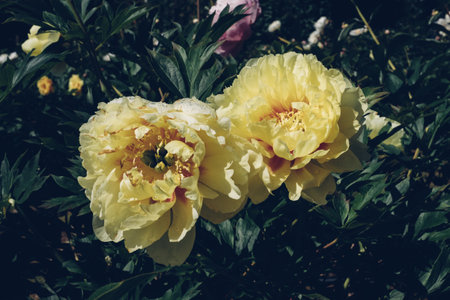 Peonies in bloom.の写真素材