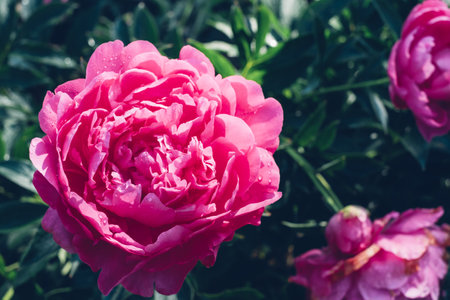 Peonies in bloom.の写真素材