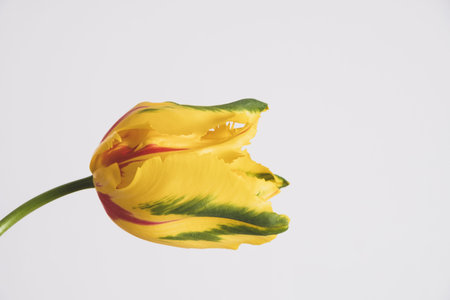 Tulip in bloom.の写真素材