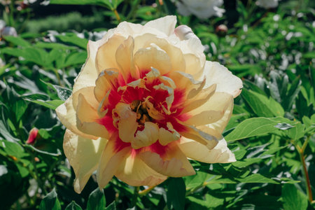 Peonies in bloom.の写真素材