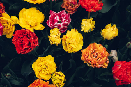Beautiful colorful terry tulips in full bloom in the garden, view from above against dark green leaves. Natural floral texture for background.の写真素材