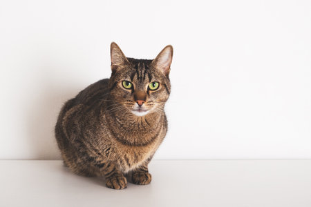 Beautiful European shorthair cat sitting on white background and looking at the camera. Copy space for text.の写真素材