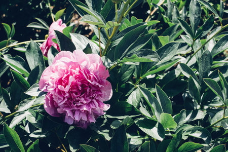 Beautiful peony flowers blooming in the garden. Natural background.の写真素材