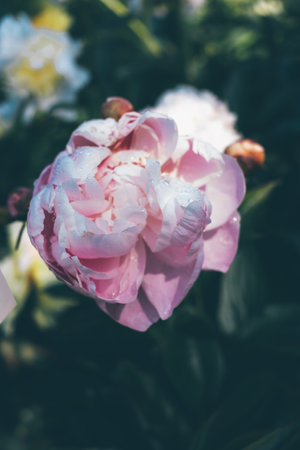 Peonies in bloom.の写真素材