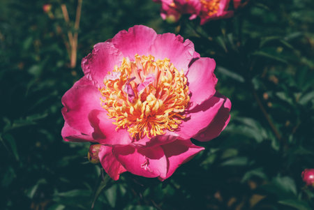 Peonies in bloom.の写真素材