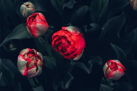 Red Tulips.の写真素材