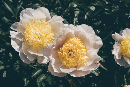 Peonies in bloom.