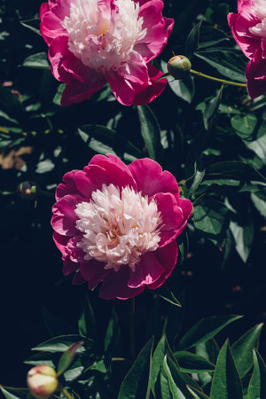 Peonies in bloom.の写真素材