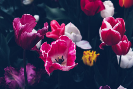 Beautiful tulips.の写真素材