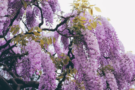 Blooming wisteria.の写真素材