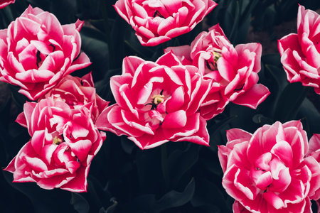 Colorful tulips in bloom.の写真素材