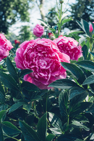 Peonies in bloom.の写真素材