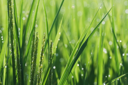 Earing rice の写真素材
