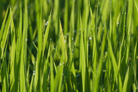 Field grass at rural Japan areaの写真素材