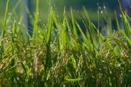 Growing rice at rural Japan areaの写真素材