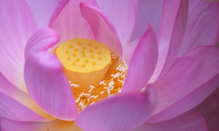 Blossoming lotus close-upの写真素材