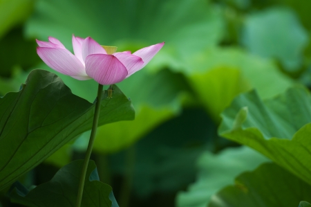 Small lotus flower on a green backgroundの写真素材