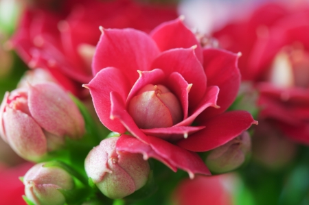 kalanchoe red budの写真素材