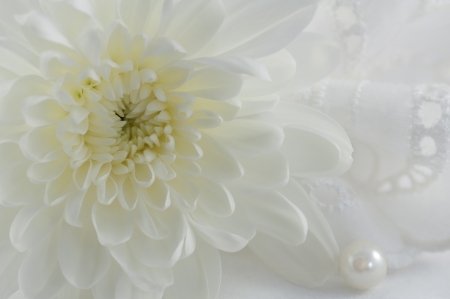 Romantic abstract background with green chrysanthemum, one pearl and white lace suitable for wedding invitation card の写真素材