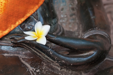 Concept of meditation with Bud of white frangipani flower in the hand of bronze buddha statueの写真素材