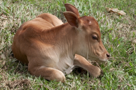 Small cute calf laying on the green meadowの写真素材