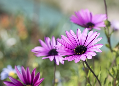 Flowers of Gerberaの写真素材