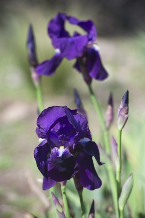 Beautiful flower of blue Iris blooms in the garden at spring dayの写真素材
