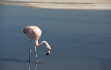 Wild pink flamingo in the lagoon of natural salt lake at sunset の写真素材