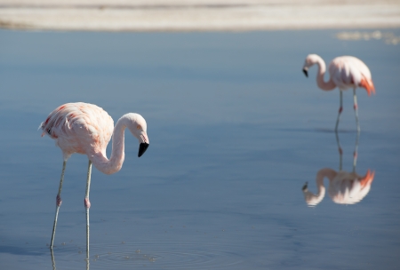 Two beautiful pink andean flamingos in the lagoonの写真素材