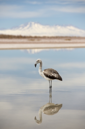 Wild newborn offspring of pink flamingo in the lagoon of natural salt lake at sunrise の写真素材