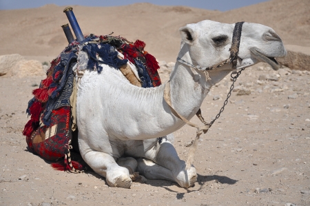 Camel waits passangersの写真素材
