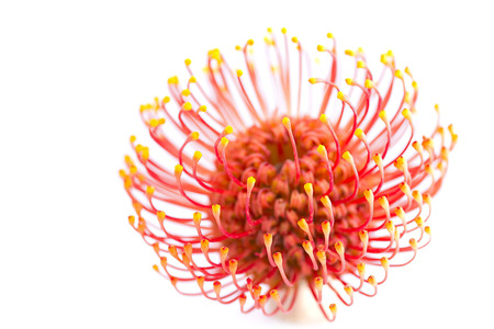 Close up picture of funny big exotic vivid orange flower of Leucospermum, unfocused, isolated on white , DOFの写真素材