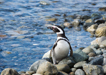 Penguin at the beachの写真素材