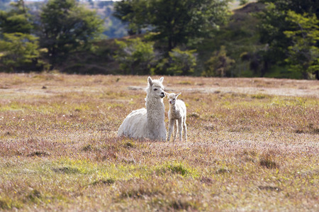 White domestic llama and his cute babyの写真素材