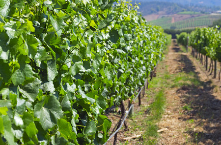 Casablanca valley vineyardの写真素材