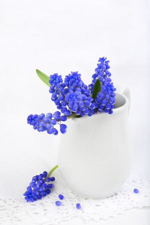 Small bunch of grape hyacinths in the white ceramic vase  Rustic style の写真素材