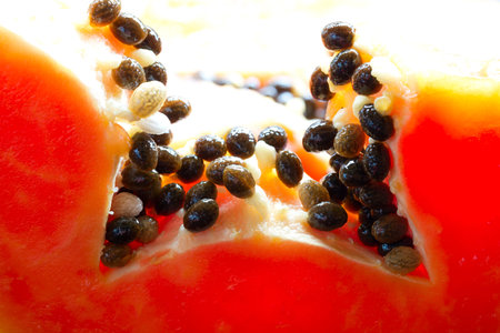 Papaya close-up, back-lightの写真素材