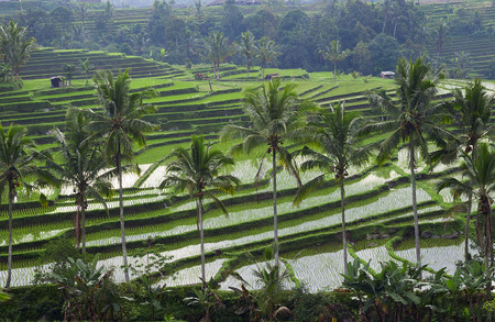 Bali rice paddy, Indonesiaの写真素材